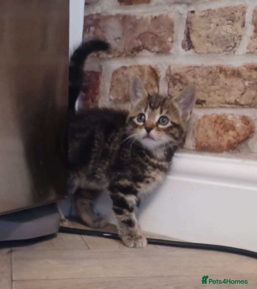 Mixed Breed cats for sale: Gorgeous Bengal x babies **READY NOW** - Image 5