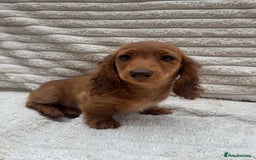 Miniature Dachshund dogs for sale: Quality Miniature Dachshund puppies - Image 5