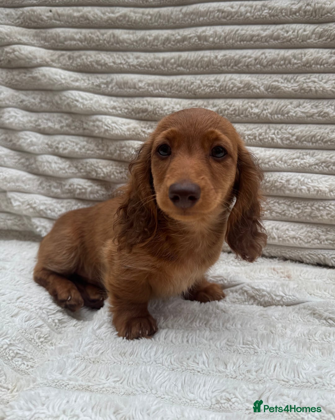 Miniature Dachshund dogs for sale: Quality Miniature Dachshund puppies - Image 5