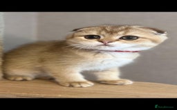 Scottish Fold cats for sale: Scottish Fold Kittens with TICA Registration - Image 4