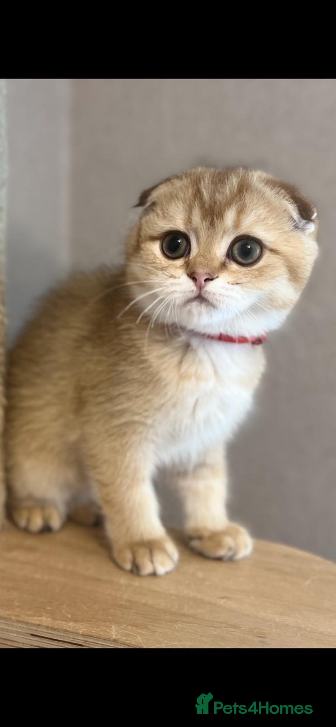 Scottish Fold cats for sale: Scottish Fold Kittens with TICA Registration - Image 4