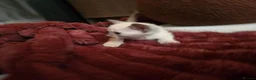 Siamese cats for sale: Outstanding quality pedigree lines, registered  - Advert 8