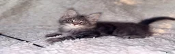 Maine Coon cats for sale: READY NOW. Tica registered mainecoon kittens - Advert 33