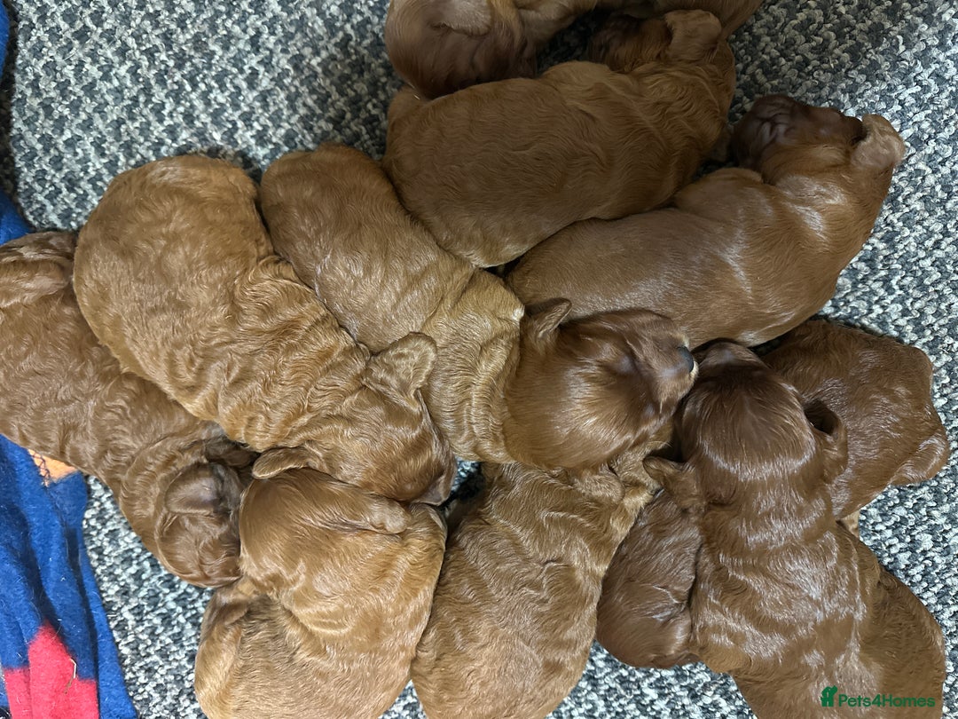 Irish Doodle dogs for sale: Mini irishdoodle - Advert 2