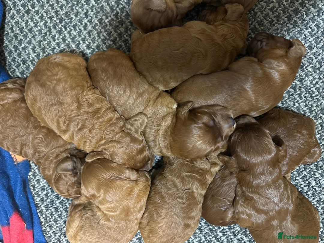 Irish Doodle dogs for sale: F1 Mini irishdoodle (JUST 1 LEFT) - Advert 6