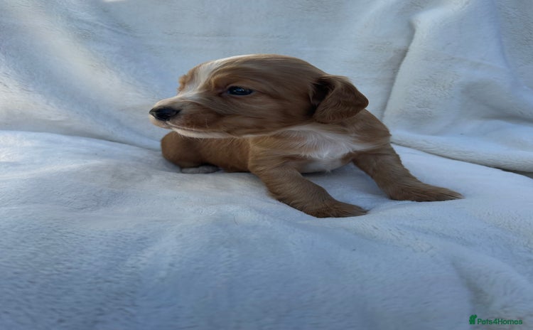 Cocker Spaniel dogs - Advert 1