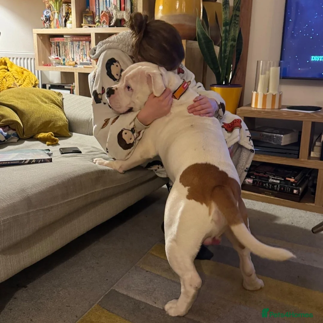 Mixed Breed dogs for adoption: FOR ADOPTION- PATCH - EASTLEIGH - Advert 8