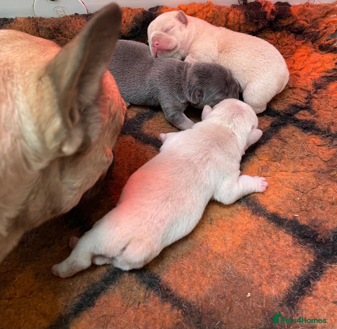 French Bulldog dogs for sale: KC REGISTERED QUALITY FRENCH BULLDOG PUPPIES  - Advert 12