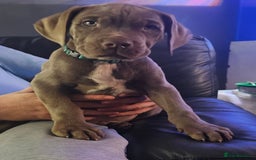 Mastiff dogs for sale: Mastiff Hybrids  - Image 1