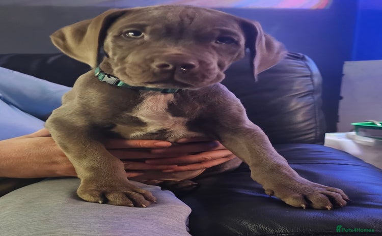 Mastiff dogs - Advert 1