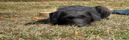 Patterjack dogs for sale: Patterjack Male - Advert 4