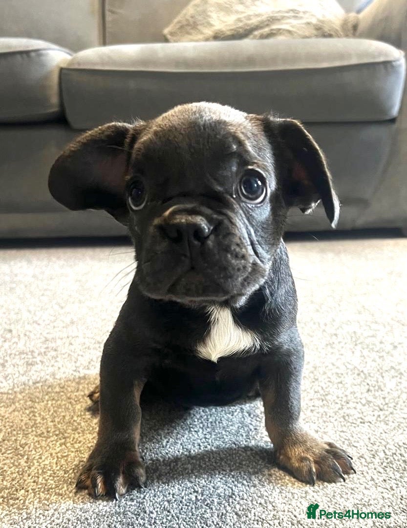 French Bulldog dogs French bulldog puppies  - Advert 8