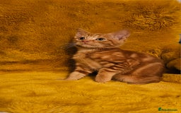 Maine Coon cats for sale: Kittens ready now - Image 4