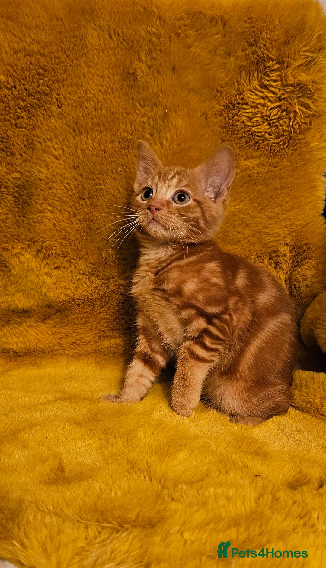 Maine Coon cats for sale: Kittens ready now - Image 4