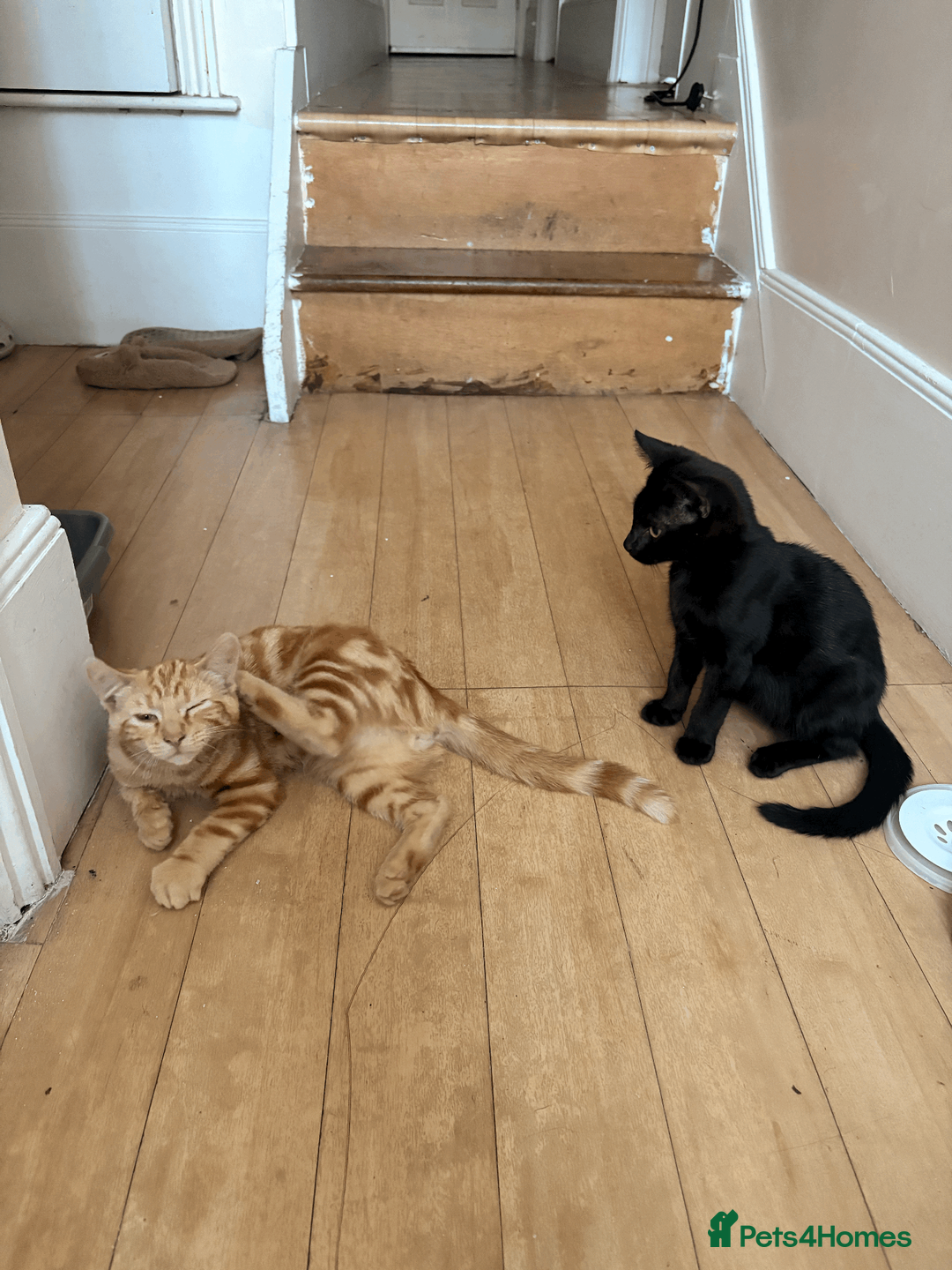 British Shorthair cats for sale: Ash & Cody  - Advert 2