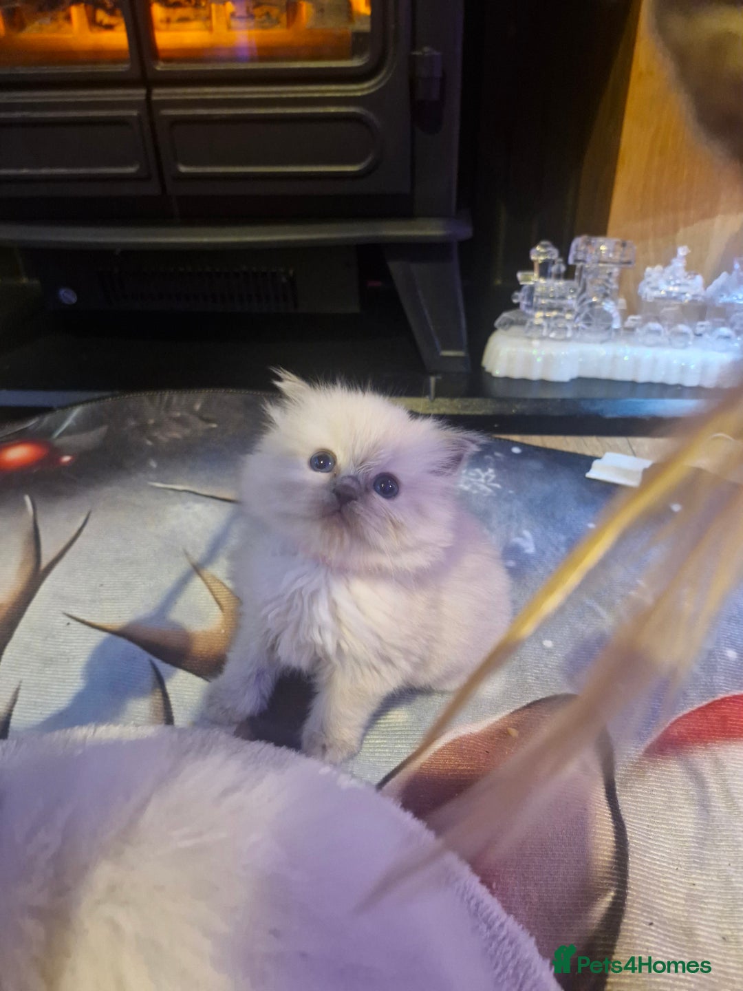 Ragdoll cats for sale: Lovely ragdoll baby's  - Advert 14