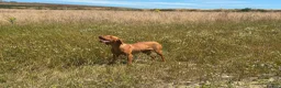 Hungarian Vizsla dogs for sale: 10month old girls for pet homes - Advert 9