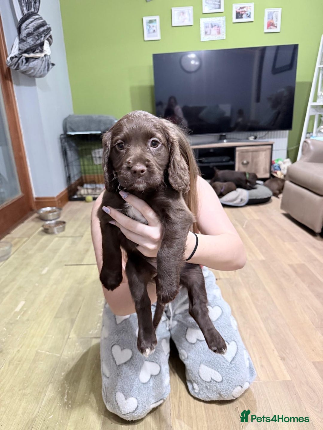 Sprocker dogs for sale: 4 LEFT Sprocker Spaniel Puppies EXCELLENT Breeding - Advert 23