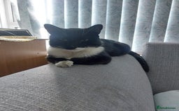 Domestic Shorthair cats for sale: Adorable Tuxedo Cat - Image 2