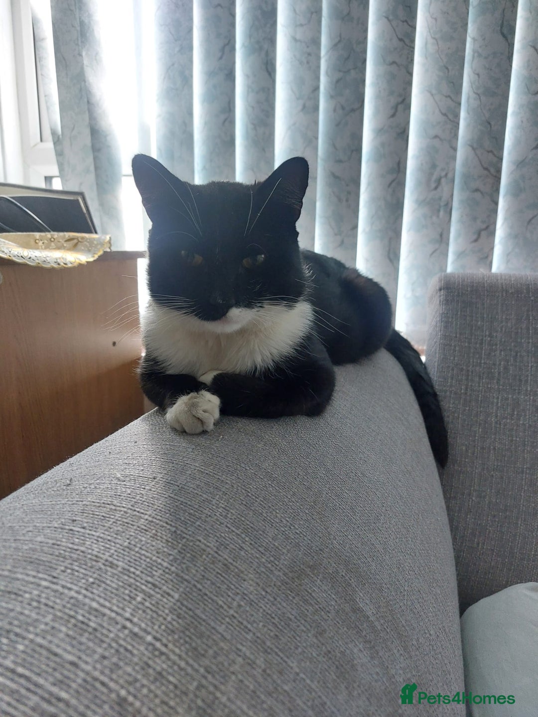 Domestic Shorthair cats for sale: Adorable Tuxedo Cat - Image 2