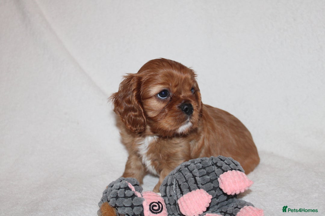 Cavalier King Charles Spaniel dogs for sale: Gorgeous Cavalier King Charles Spaniel puppies - Image 9