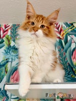 Maine Coon cats 🐾🦁 TICA REG 💙Last Boy💙 MAINE COON KITTENS🦁🐾 - Advert 6