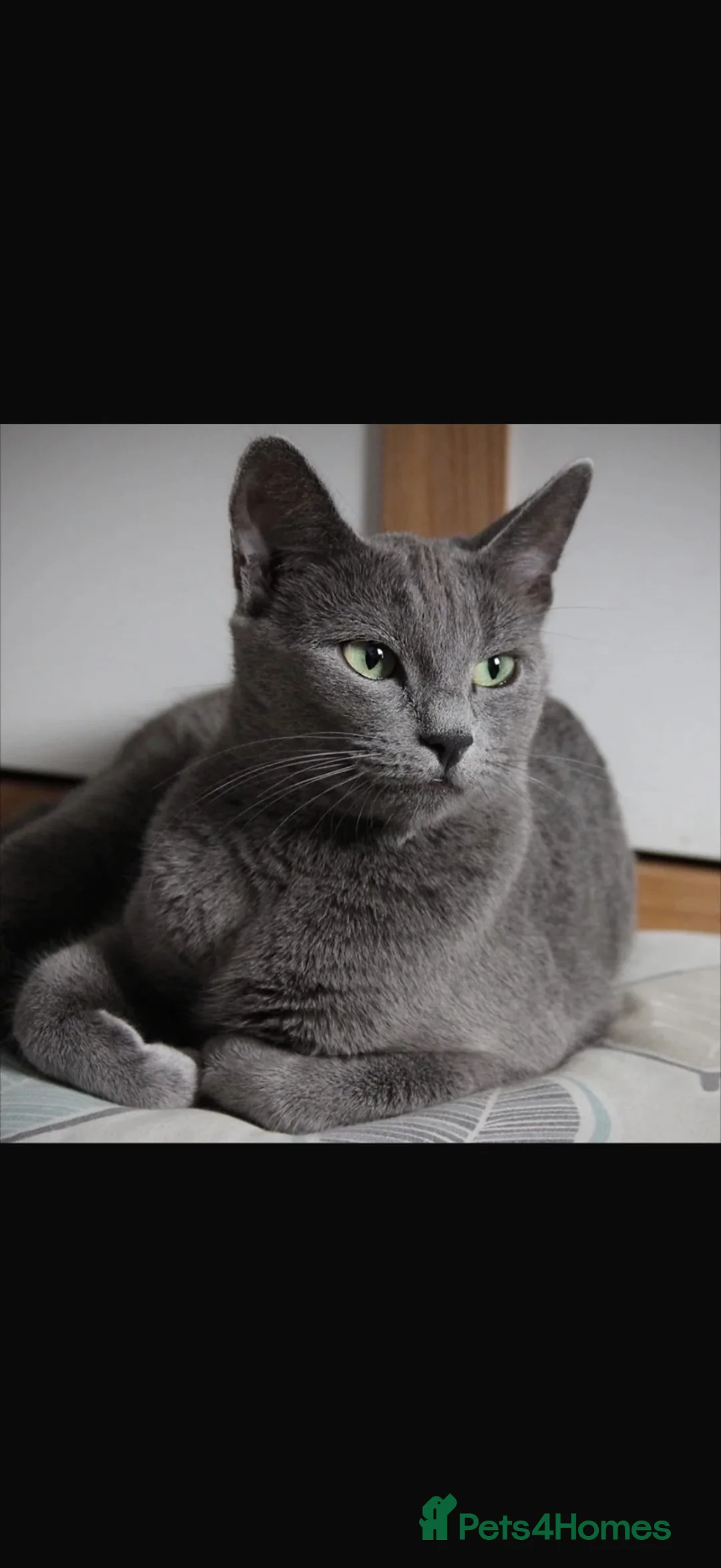 Russian Blue cats for sale: Female Russian Blue in Birmingham - Advert 2