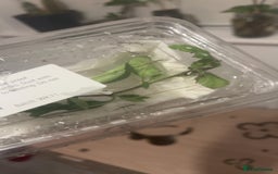 Stick Insects invertebrates for sale: Indian Stick insects! - Image 1
