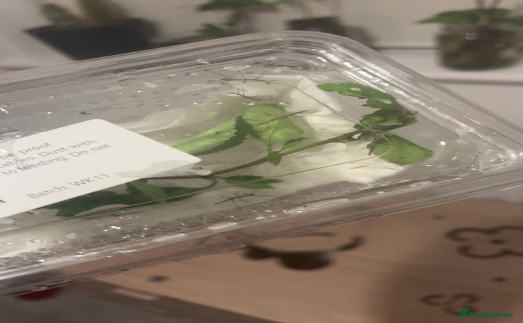 Stick Insects invertebrates - Advert 1