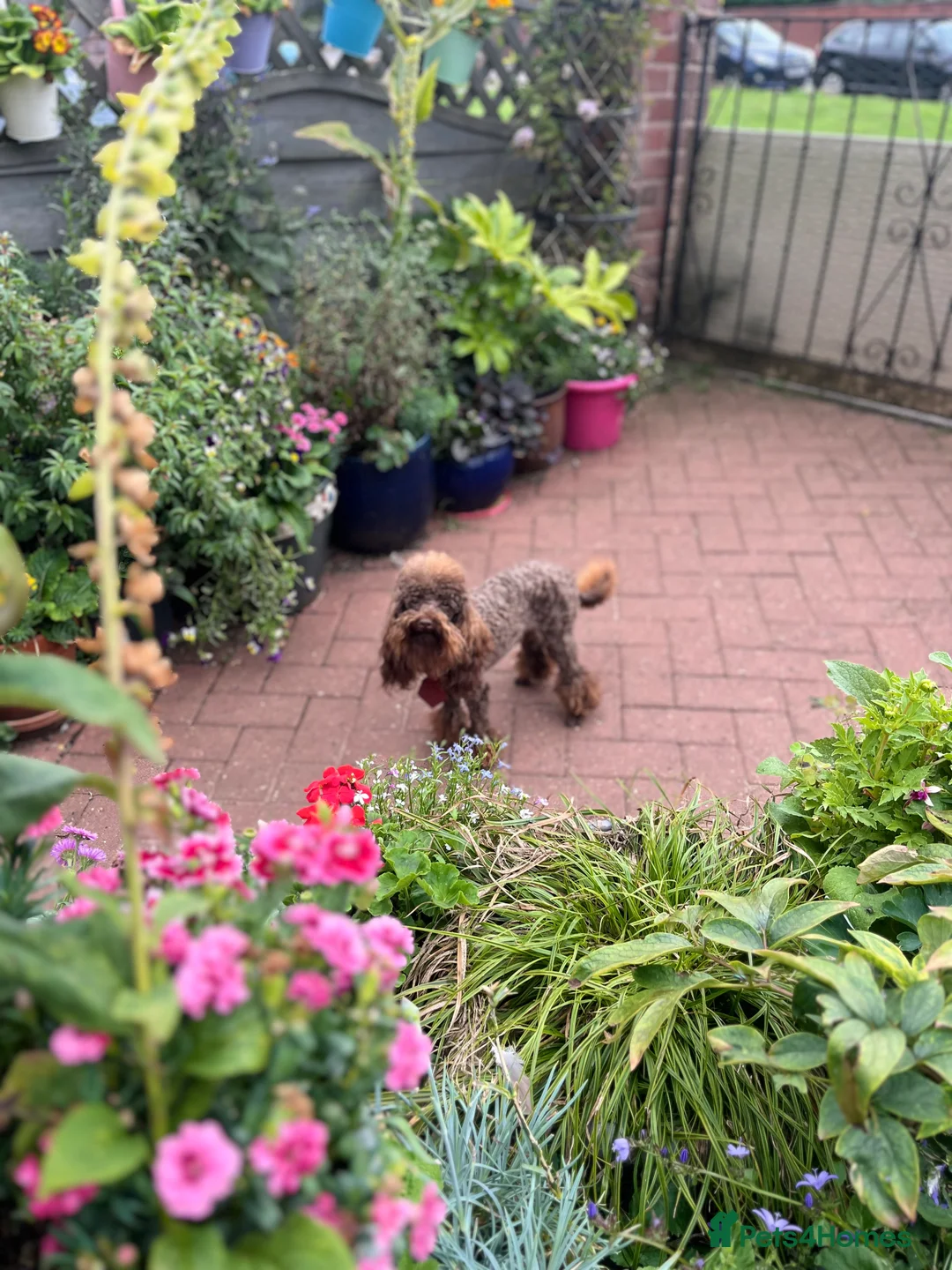 Toy Poodle dogs for stud: K.C Chocolate ToyPoodle at Stud in Coventry - Advert 5