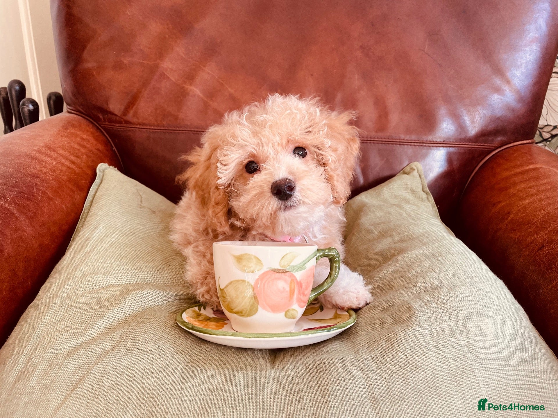 Maltipoo dogs TOY MALTIPOO GIRL AVAILABLE - Advert 11