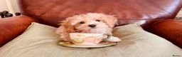 Maltipoo dogs for sale: TOY MALTIPOO GIRL AVAILABLE - Advert 1