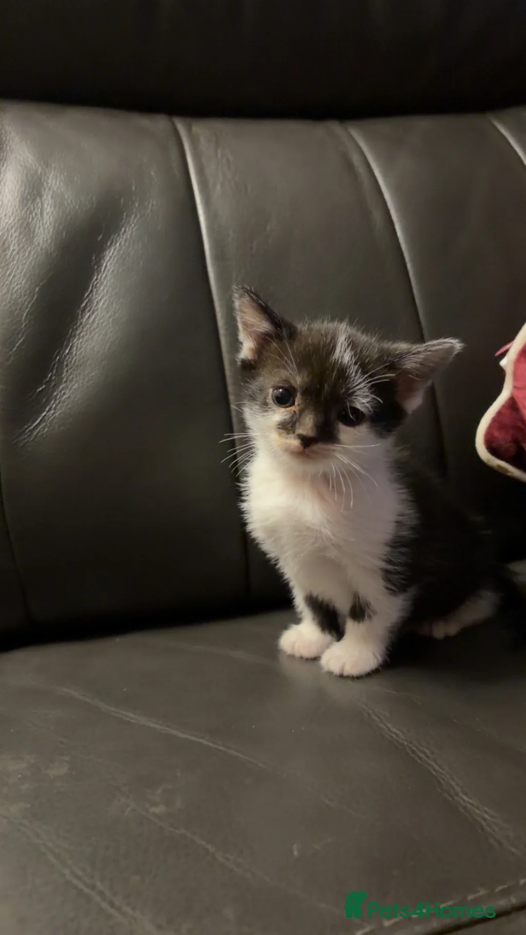 Mixed Breed cats for sale: 2 gawjus kittens ready  - Advert 1