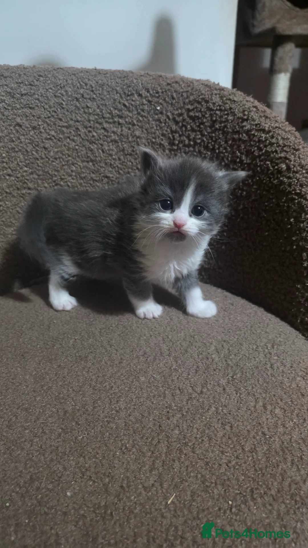 Ragdoll cats for sale: 4 gorgeous ragdoll cross Persian  - Advert 11