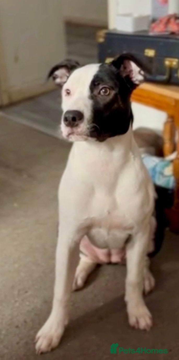 Mixed Breed dogs Staffie cross collie for sale  - Advert 1