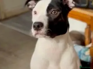 Mixed Breed dogs Staffie cross collie for sale - Advert 1