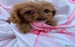 Cavapoo dogs for sale: 🐾💕💙STUNNING F1 CAVAPOOS 💙💕🐾 - Image 1