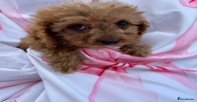 Cavapoo dogs - Advert 1