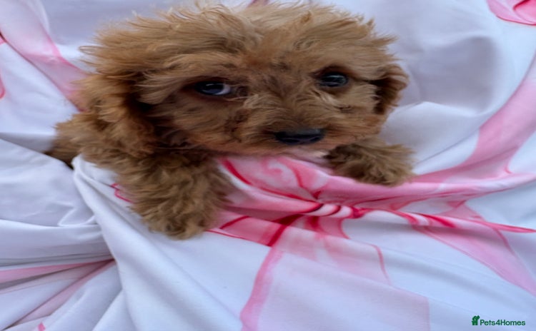 Cavapoo dogs - Advert 1