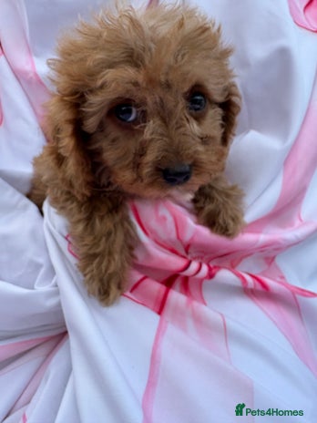 Cavapoo dogs - Advert 4