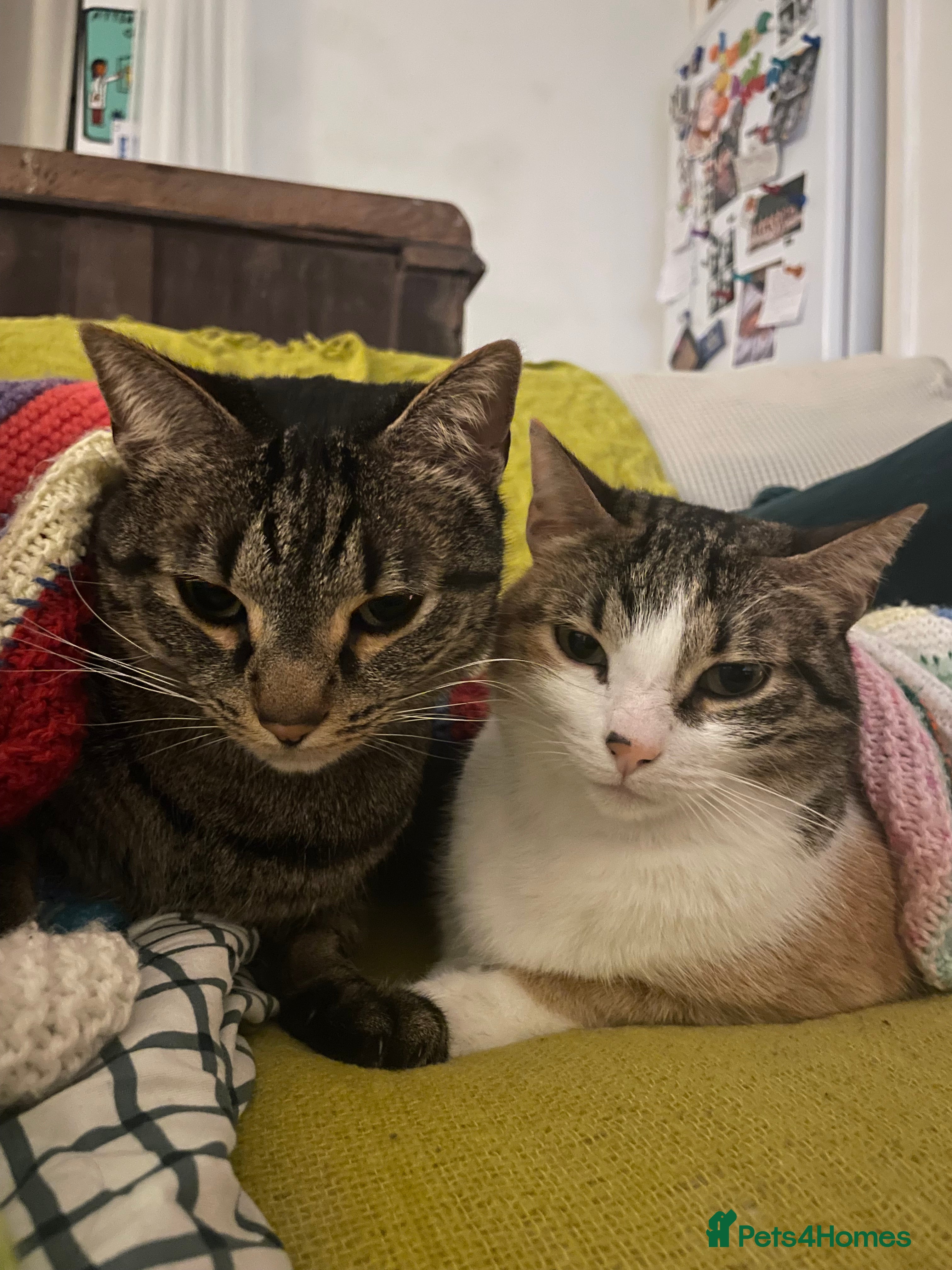 Domestic Shorthair cats Inigo and Daisy - Advert 2