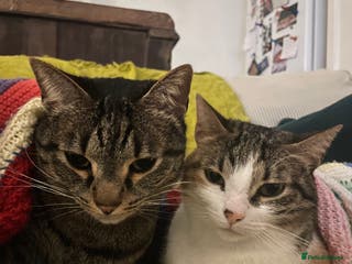 Domestic Shorthair cats Inigo and Daisy - Advert 6