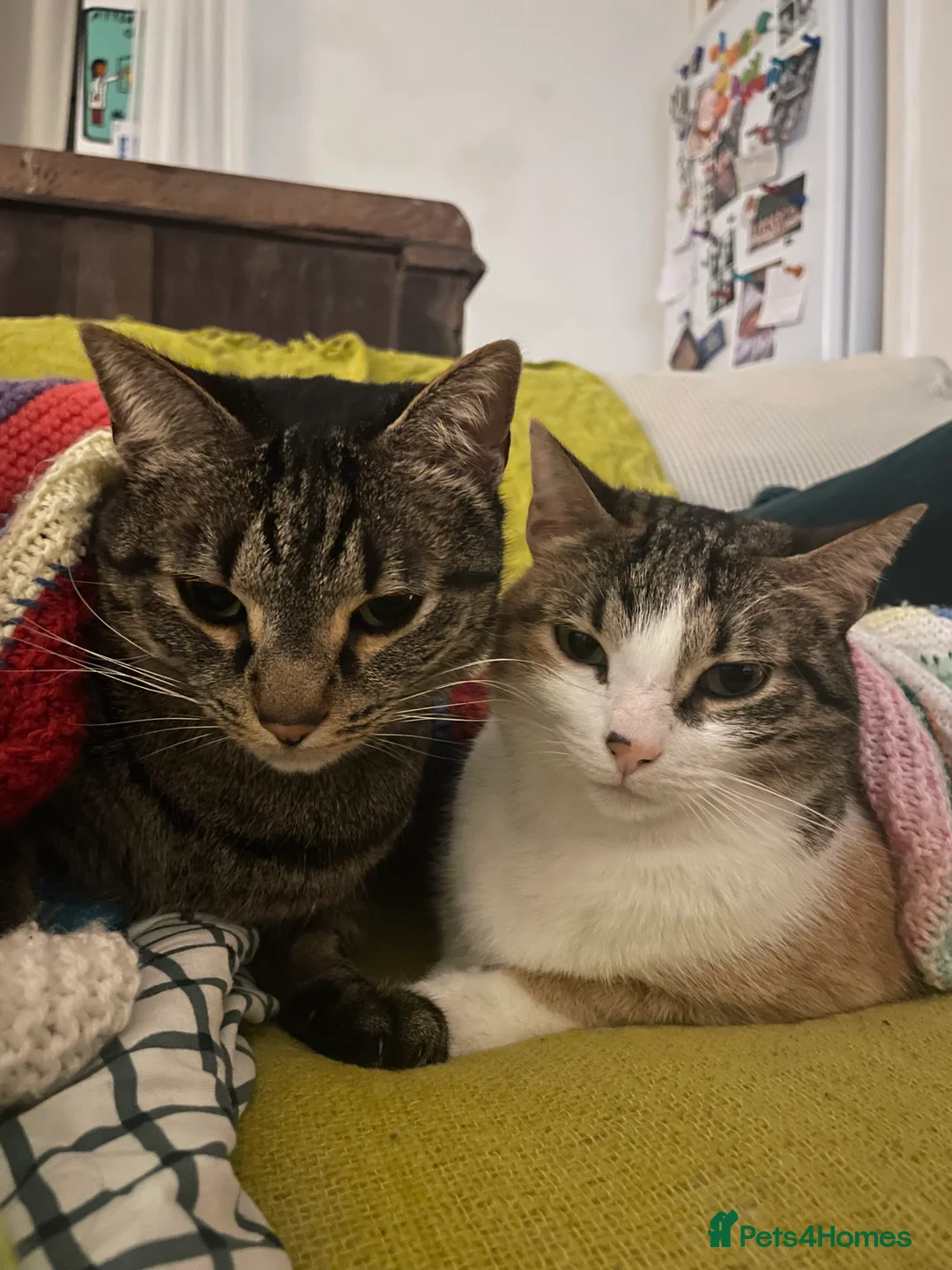 Domestic Shorthair cats for sale: Inigo and Daisy - Advert 1