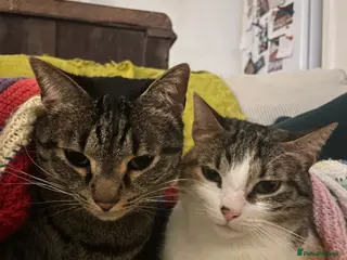 Domestic Shorthair cats Inigo and Daisy - Advert 6