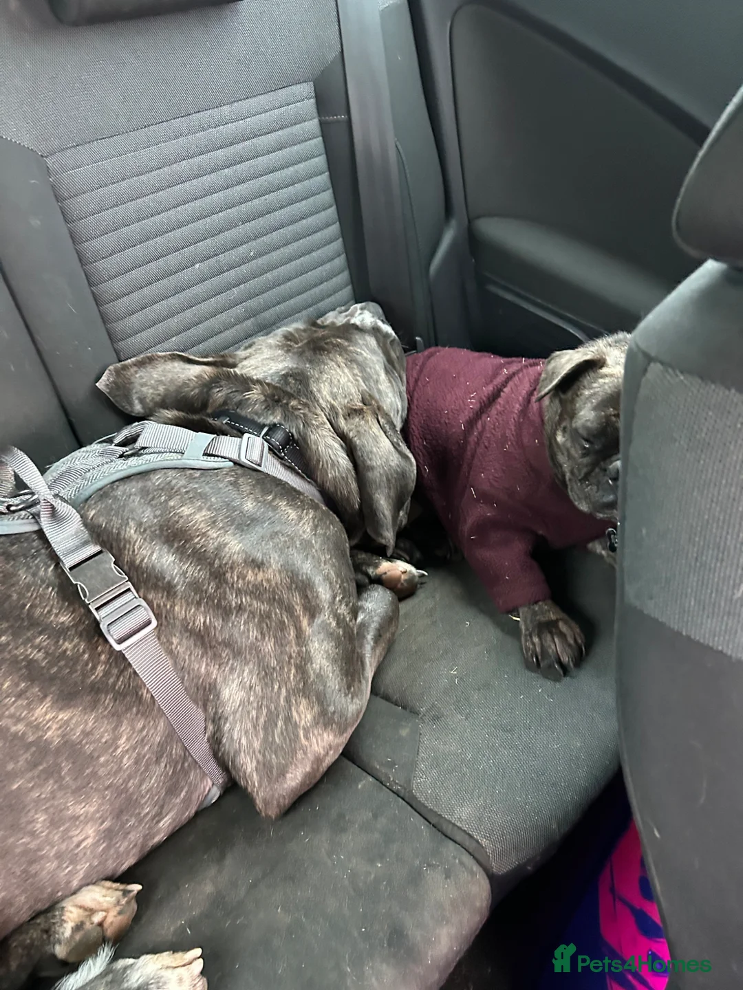 Cane Corso dogs for sale: Cane corso bitch in Milton Keynes - Advert 4