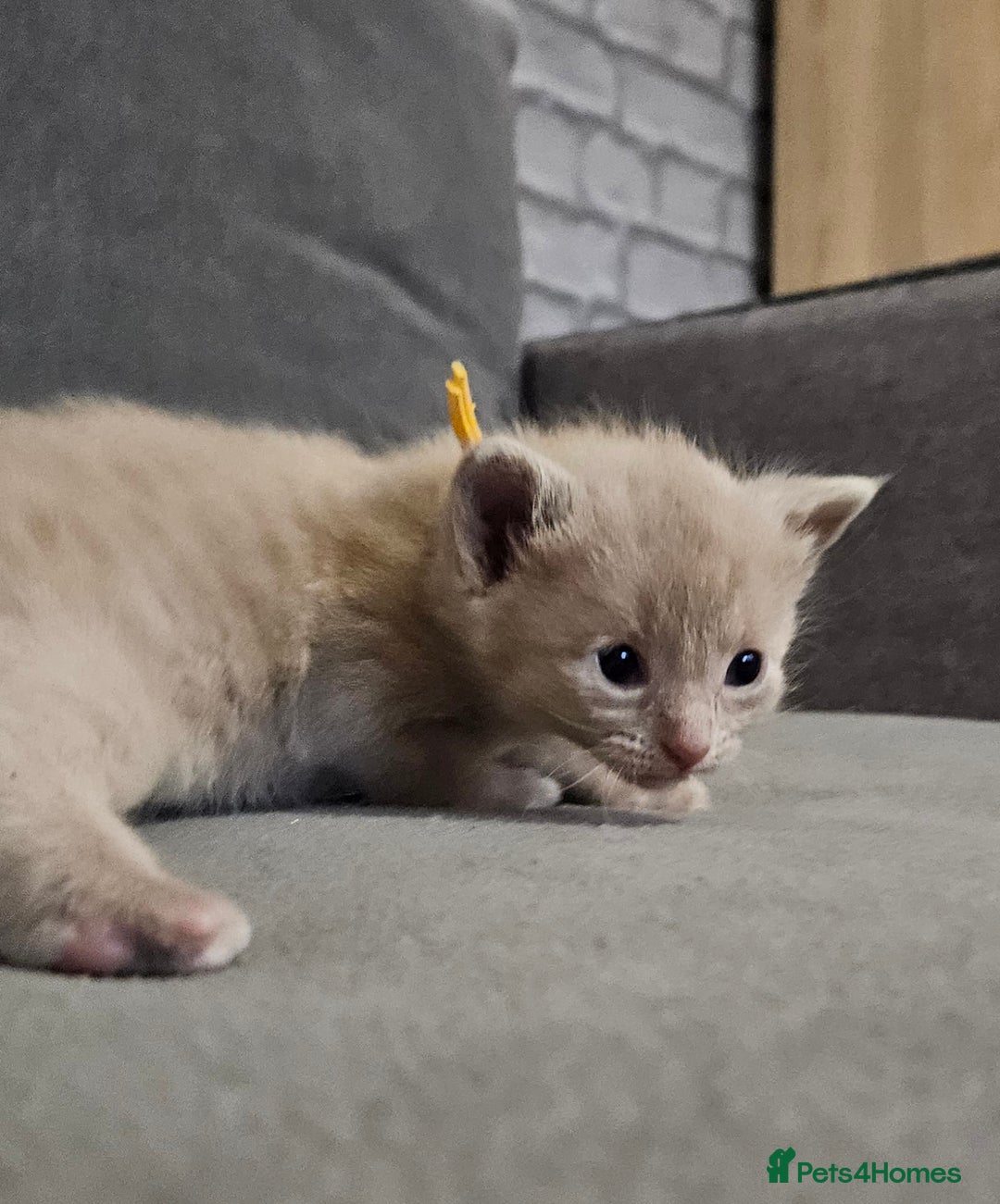 Russian Blue cats for sale: 🐾 last two girls Russian Blue Kittens 🐾 - Advert 7
