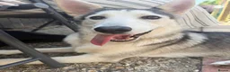 Shepsky dogs for sale: 8month old German Shepherd cross Huskie in Southampton - Advert 3