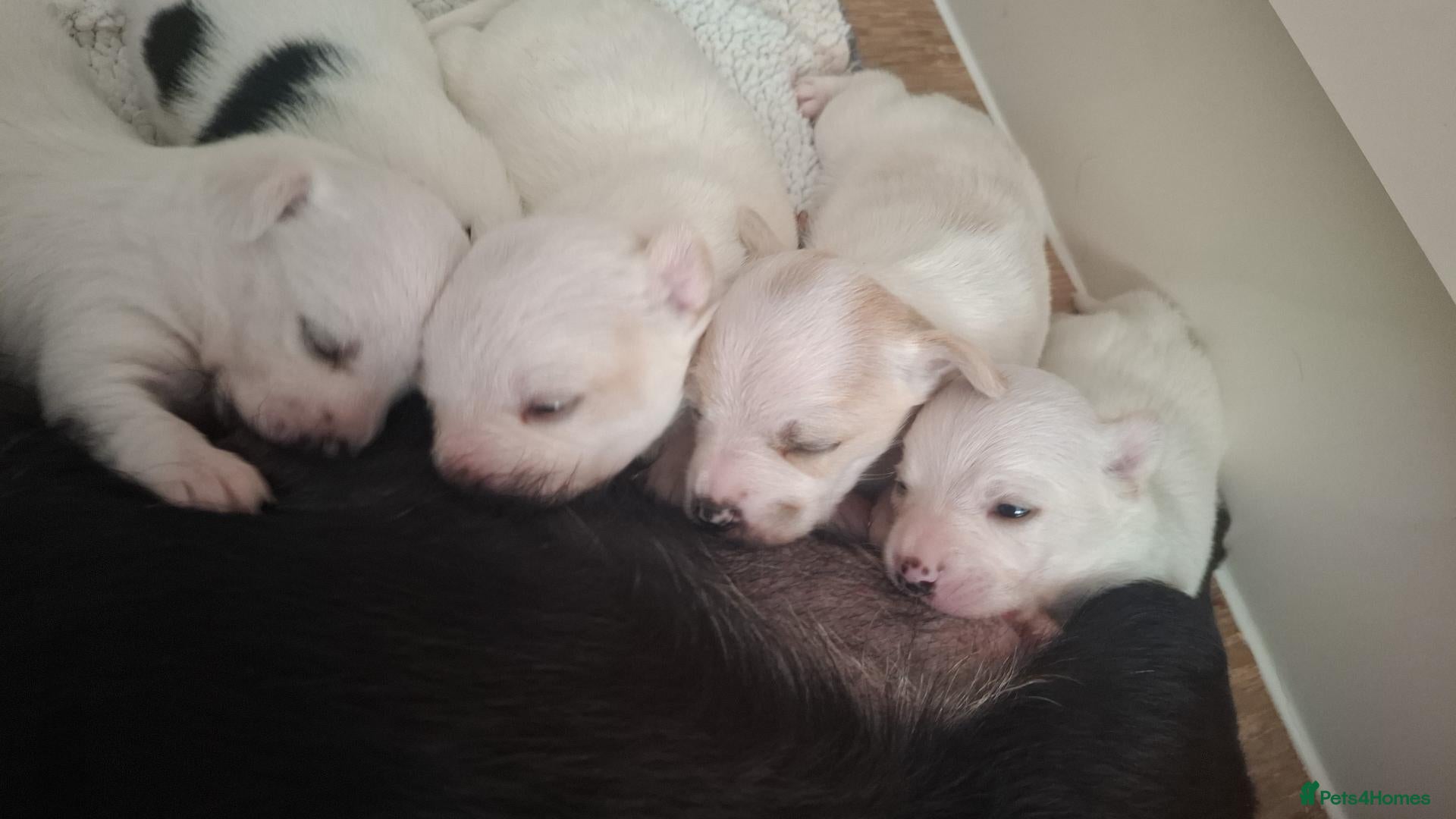 Jack Russell dogs Beautiful Jack Russell puppies for sale! - Advert 2