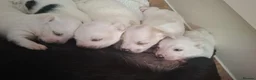 Jack Russell dogs for sale: Beautiful Jack Russell puppies for sale! in Wigan - Advert 1