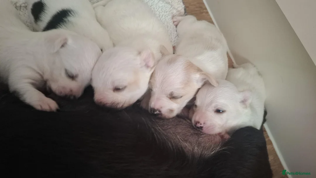 Jack Russell dogs for sale: Beautiful Jack Russell puppies for sale! in Wigan - Advert 1